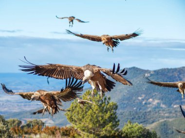 Birçok akbaba doğal davranışlarının bir parçası olarak bir muladar 'da besleniyor. Vahşi yaşam, koruma, biyolojik çeşitlilik ve ekosistem konsepti. Kel bir kartalın portresi (etaeetus cock) )