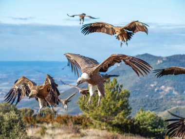 Griffon akbabası (Gyps fulvus) yiyecek aramak için uçuyor. Dağlarda kartal, doğa ve hayvanlar