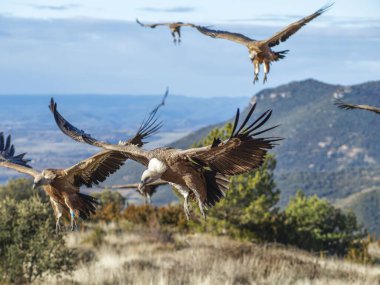 Griffon akbabası (Gyps fulvus) yiyecek aramak için uçuyor. Dağlarda kartal, doğa ve hayvanlar