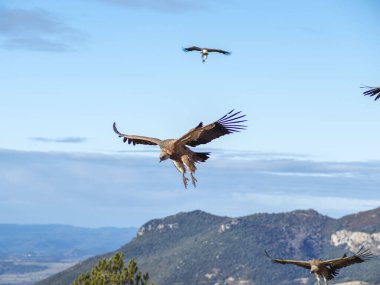 Griffon akbabası (Gyps fulvus) yiyecek aramak için uçuyor. Dağlarda kartal, doğa ve hayvanlar