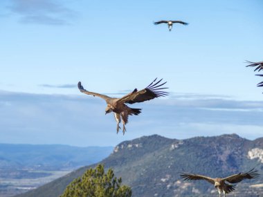 Griffon akbabası (Gyps fulvus) yiyecek aramak için uçuyor. Dağlarda kartal, doğa ve hayvanlar