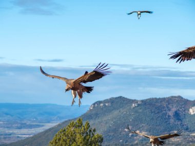 Griffon akbabası (Gyps fulvus) yiyecek aramak için uçuyor. Dağlarda kartal, doğa ve hayvanlar