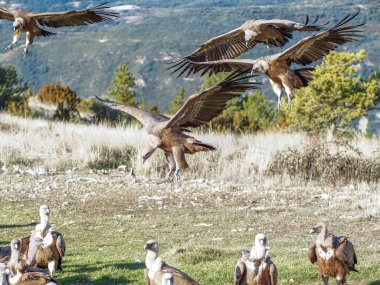 Griffon akbabası (Gyps fulvus) yiyecek aramak için uçuyor. Dağlarda kartal, doğa ve hayvanlar