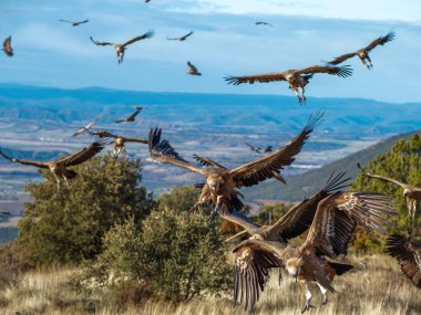 Birçok akbaba doğal davranışlarının bir parçası olarak bir muladar 'da besleniyor. Vahşi yaşam, koruma, biyolojik çeşitlilik ve ekosistem konsepti. Kel bir kartalın portresi (etaeetus cock) )