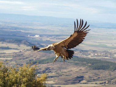 Griffon akbabası (Gyps fulvus) yiyecek aramak için uçuyor. Mavi bulutlu arka planda uçan kartal