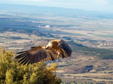 Griffon akbabası (Gyps fulvus) yiyecek aramak için uçuyor. Mavi bulutlu arka planda uçan kartal