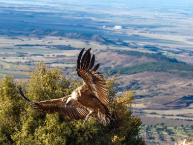 Griffon akbabası (Gyps fulvus) yiyecek aramak için uçuyor. Mavi bulutlu arka planda uçan kartal