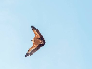 Griffon akbabası (Gyps fulvus) yiyecek aramak için uçuyor. Mavi bulutlu arka planda uçan kartal
