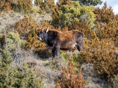 Birçok akbaba doğal davranışlarının bir parçası olarak bir muladar 'da besleniyor. Vahşi yaşam, koruma, biyolojik çeşitlilik ve ekosistem konsepti. Kel bir kartalın portresi (etaeetus cock) )