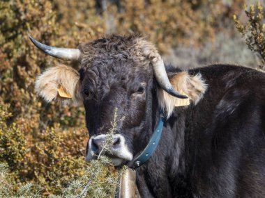 Birçok akbaba doğal davranışlarının bir parçası olarak bir muladar 'da besleniyor. Vahşi yaşam, koruma, biyolojik çeşitlilik ve ekosistem konsepti. Kel bir kartalın portresi (etaeetus cock) )