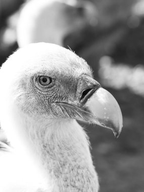 Birçok akbaba doğal davranışlarının bir parçası olarak bir muladar 'da besleniyor. Vahşi yaşam, koruma, biyolojik çeşitlilik ve ekosistem konsepti. Kel bir kartalın portresi (etaeetus cock) )