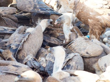 Birçok akbaba doğal davranışlarının bir parçası olarak bir muladar 'da besleniyor. Vahşi yaşam, koruma, biyolojik çeşitlilik ve ekosistem konsepti. Kel bir kartalın portresi (etaeetus cock) )