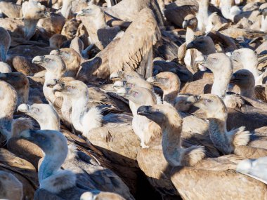 Birçok akbaba doğal davranışlarının bir parçası olarak bir muladar 'da besleniyor. Vahşi yaşam, koruma, biyolojik çeşitlilik ve ekosistem konsepti. Kel bir kartalın portresi (etaeetus cock) )