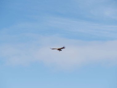 Griffon akbabası (Gyps fulvus) yiyecek aramak için uçuyor. Mavi bulutlu arka planda uçan kartal
