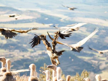 Griffon akbabası (Gyps fulvus) yiyecek aramak için uçuyor. Mavi bulutlu arka planda uçan kartal