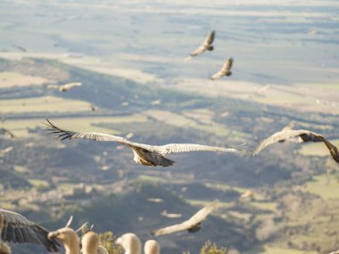 Griffon akbabası (Gyps fulvus) yiyecek aramak için uçuyor. Mavi bulutlu arka planda uçan kartal