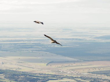 Griffon akbabası (Gyps fulvus) yiyecek aramak için uçuyor. Mavi bulutlu arka planda uçan kartal
