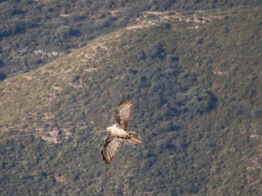 Sakallı akbaba, kanatları dağlık arazide uçuyor. Avrupa 'dan gelen ikonik yırtıcı kuş özgürlüğü ve vahşi yaşamı sembolize ediyor.