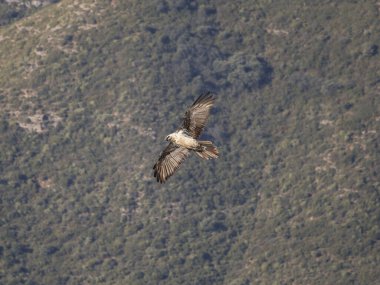 Sakallı akbaba, kanatları dağlık arazide uçuyor. Avrupa 'dan gelen ikonik yırtıcı kuş özgürlüğü ve vahşi yaşamı sembolize ediyor.