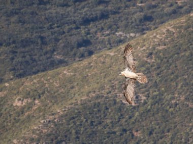 Sakallı akbaba, kanatları dağlık arazide uçuyor. Avrupa 'dan gelen ikonik yırtıcı kuş özgürlüğü ve vahşi yaşamı sembolize ediyor.