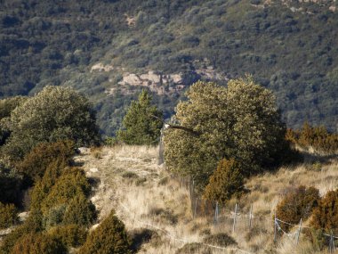 Sakallı akbaba, kanatları dağlık arazide uçuyor. Avrupa 'dan gelen ikonik yırtıcı kuş özgürlüğü ve vahşi yaşamı sembolize ediyor.