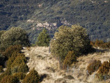 Sakallı akbaba, kanatları dağlık arazide uçuyor. Avrupa 'dan gelen ikonik yırtıcı kuş özgürlüğü ve vahşi yaşamı sembolize ediyor.