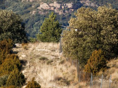 Sakallı akbaba, kanatları dağlık arazide uçuyor. Avrupa 'dan gelen ikonik yırtıcı kuş özgürlüğü ve vahşi yaşamı sembolize ediyor.