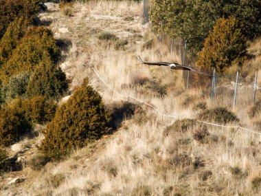 Sakallı akbaba, kanatları dağlık arazide uçuyor. Avrupa 'dan gelen ikonik yırtıcı kuş özgürlüğü ve vahşi yaşamı sembolize ediyor.