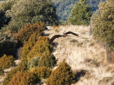 Sakallı akbaba, kanatları dağlık arazide uçuyor. Avrupa 'dan gelen ikonik yırtıcı kuş özgürlüğü ve vahşi yaşamı sembolize ediyor.