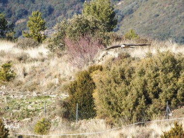 Sakallı akbaba, kanatları dağlık arazide uçuyor. Avrupa 'dan gelen ikonik yırtıcı kuş özgürlüğü ve vahşi yaşamı sembolize ediyor.