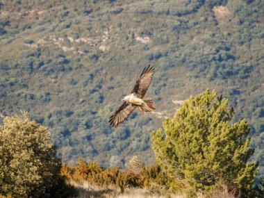 Sakallı akbaba, kanatları dağlık arazide uçuyor. Avrupa 'dan gelen ikonik yırtıcı kuş özgürlüğü ve vahşi yaşamı sembolize ediyor.