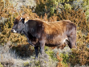 Çiftlikten gelen siyah inek ormanda otluyor.
