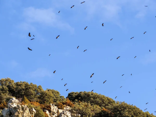 Arka planda bulutlu bir gökyüzüne uçan kara kuşlar