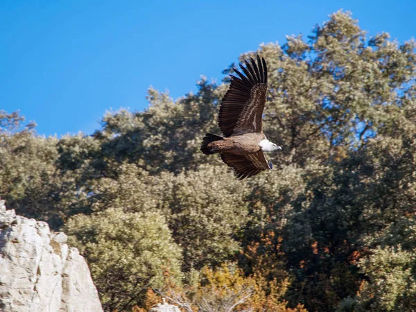Birçok akbaba doğal davranışlarının bir parçası olarak bir muladar 'da besleniyor. Vahşi yaşam, koruma, biyolojik çeşitlilik ve ekosistem konsepti. Kel bir kartalın portresi (etaeetus cock) )