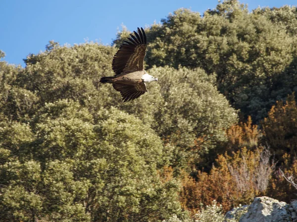 Birçok akbaba doğal davranışlarının bir parçası olarak bir muladar 'da besleniyor. Vahşi yaşam, koruma, biyolojik çeşitlilik ve ekosistem konsepti. Kel bir kartalın portresi (etaeetus cock) )