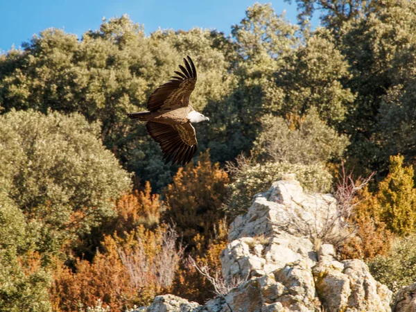 Birçok akbaba doğal davranışlarının bir parçası olarak bir muladar 'da besleniyor. Vahşi yaşam, koruma, biyolojik çeşitlilik ve ekosistem konsepti. Kel bir kartalın portresi (etaeetus cock) )