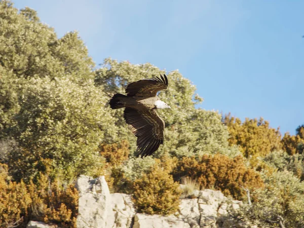 Birçok akbaba doğal davranışlarının bir parçası olarak bir muladar 'da besleniyor. Vahşi yaşam, koruma, biyolojik çeşitlilik ve ekosistem konsepti. Kel bir kartalın portresi (etaeetus cock) )