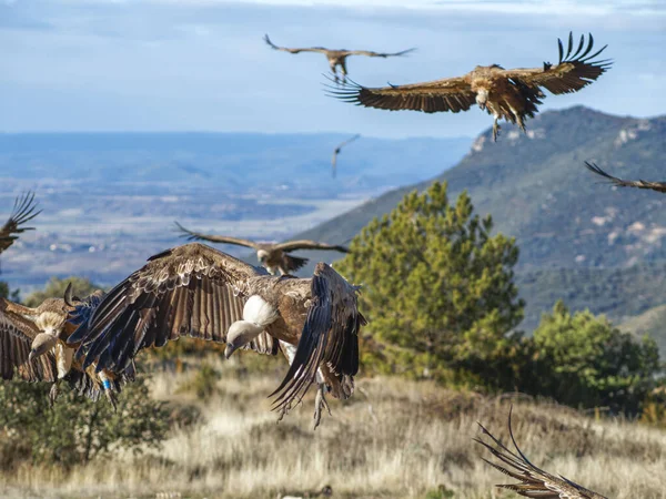 Griffon akbabası (Gyps fulvus) yiyecek aramak için uçuyor. Dağlarda kartal, doğa ve hayvanlar