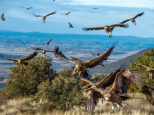 Birçok akbaba doğal davranışlarının bir parçası olarak bir muladar 'da besleniyor. Vahşi yaşam, koruma, biyolojik çeşitlilik ve ekosistem konsepti. Kel bir kartalın portresi (etaeetus cock) )