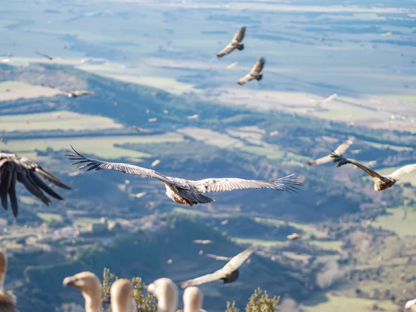 Griffon akbabası (Gyps fulvus) yiyecek aramak için uçuyor. Mavi bulutlu arka planda uçan kartal