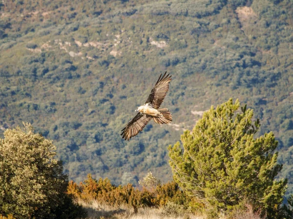 Sakallı akbaba, kanatları dağlık arazide uçuyor. Avrupa 'dan gelen ikonik yırtıcı kuş özgürlüğü ve vahşi yaşamı sembolize ediyor.