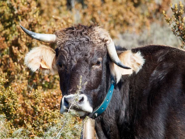 Çiftlikten gelen siyah inek ormanda otluyor.