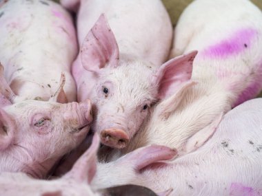 Bir grup domuz çiftlikte uyuyor. Görüntü, hayvan refahı, dinlenme, domuz yetiştirme ve tarımsal çevre ile ilişkilidir.