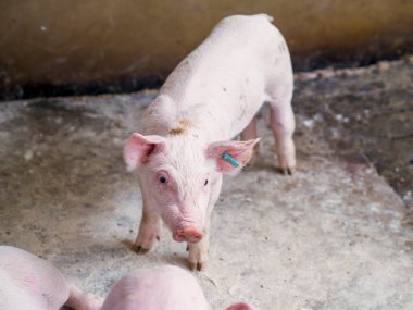 bir çiftlikte domuz