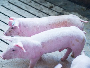 Çiftlikteki domuzlar