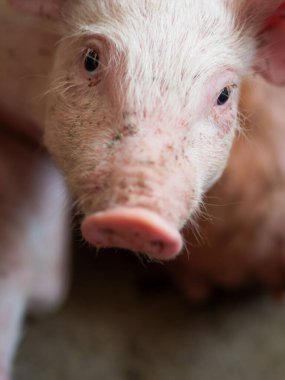 Çiftlikteki şirin küçük bir domuzun yakın çekimi.