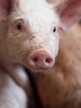 Beyaz arka planda domuz