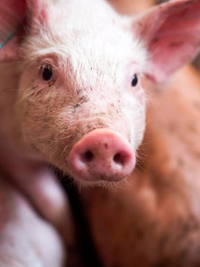 sevimli domuz çiftliği