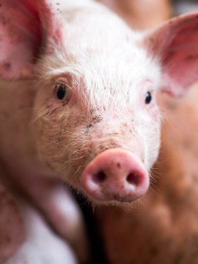 Çiftlikteki domuz. Köydeki çiftlikte domuz.