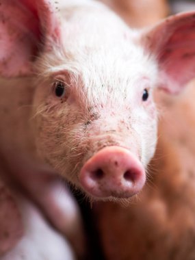 Çiftlikteki küçük şirin domuz.